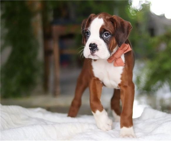 Boxer Welpen suchen ein neues Zuhause