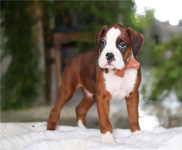 Boxer Welpen