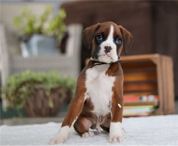 Boxer Welpen