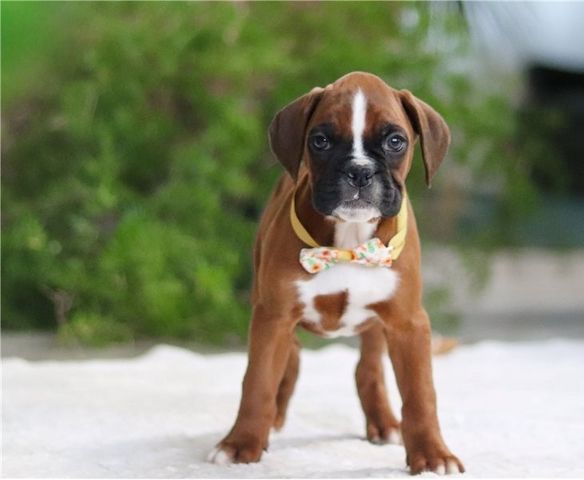 Boxer Welpen
