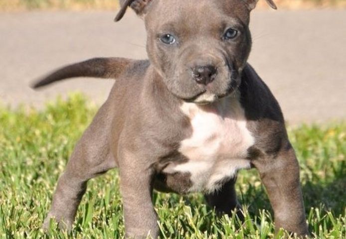 American Pitbull welpe Welpe in Blue