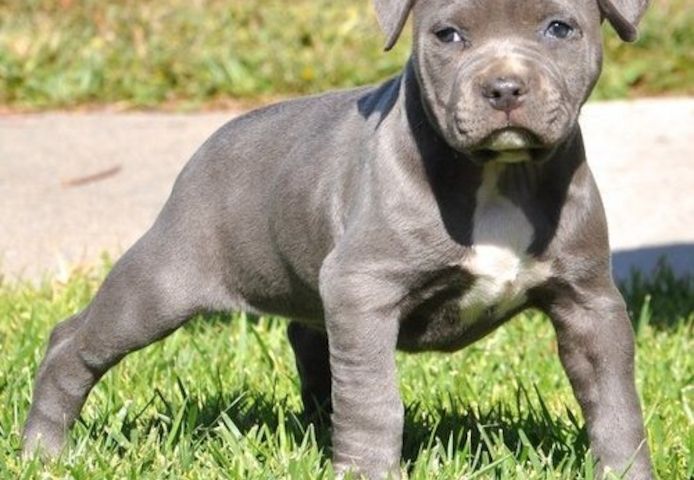 American Pitbull welpe Welpe in Blue