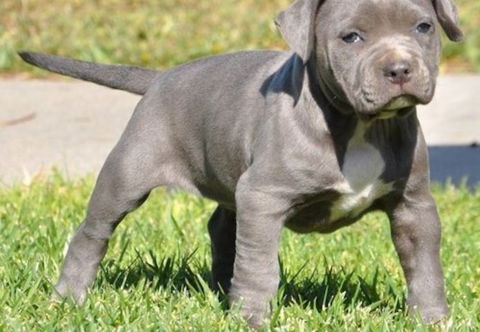 Wunderschöne&nbsp;American Pitbull welpe&nbsp; in Blue