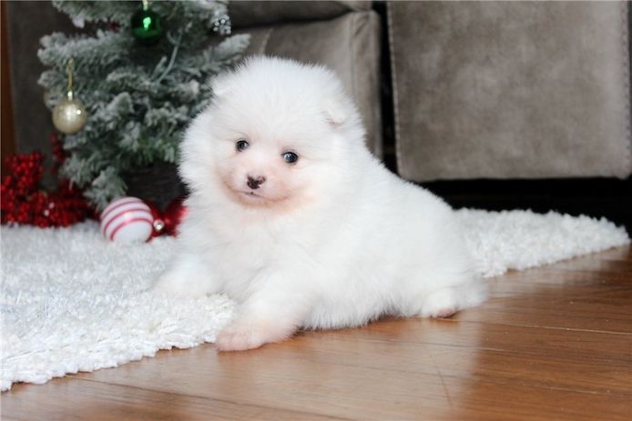 Pomeranian Zwergspitz Boo Welpen