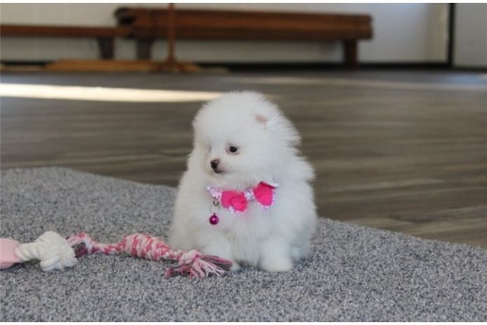 Pomeranian Zwergspitz Boo Welpen