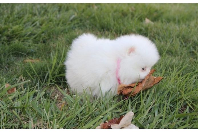 Pomeranian Zwergspitz Boo Welpen
