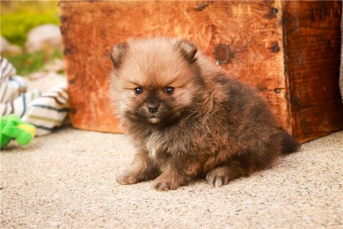 Pomeranian Zwergspitz Boo Welpen