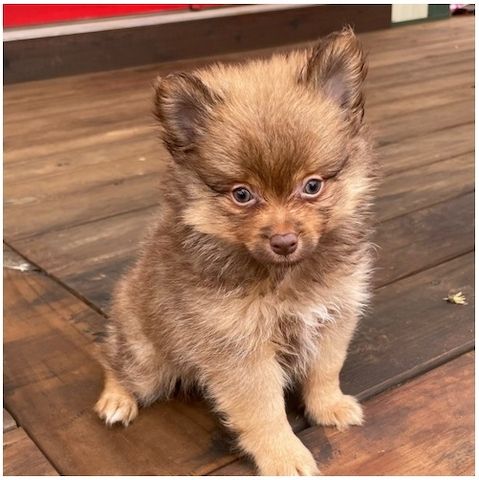 Pomeranian ZwergSpitz Teddy Welpen