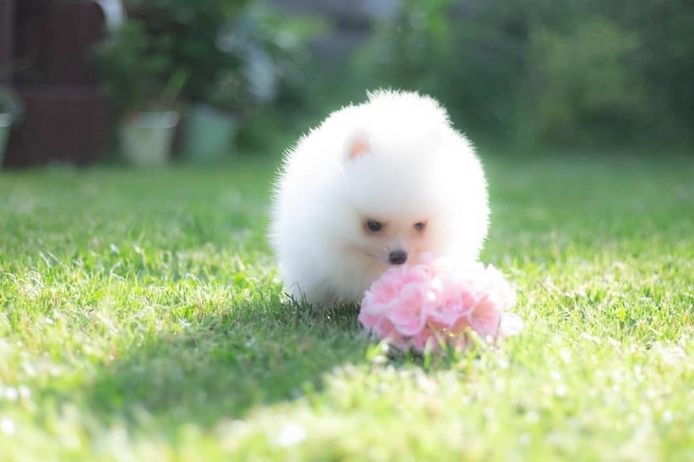 Pomeranian ZwergSpitz Teddy Welpen