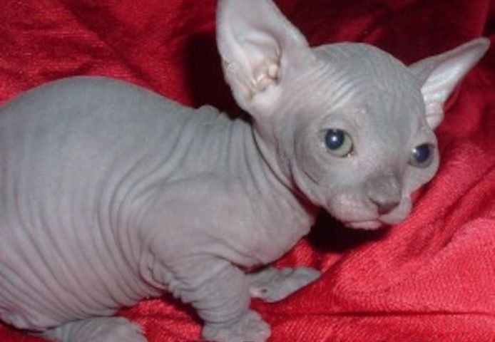 Sphynx-Kätzchen suchen ein neues Zuhause...