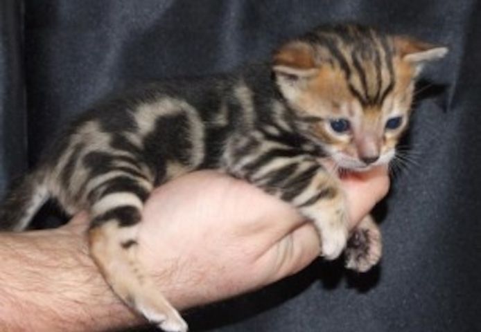 Bezaubernde Bengal-Kätzchen abzugeben