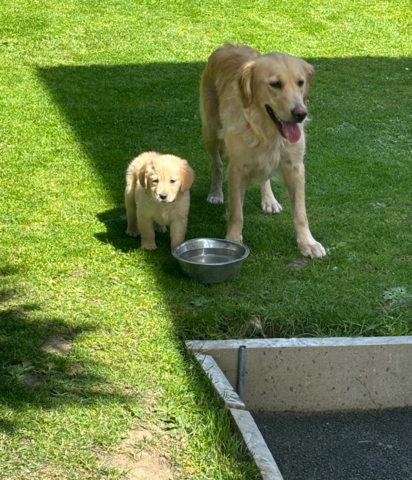 Golden-Retriever-Welpen suchen ein neues Zuhause.
