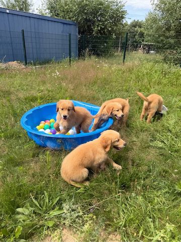 Golden-Retriever-Welpen suchen ein neues Zuhause.