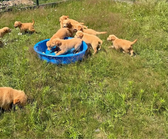 Golden-Retriever-Welpen suchen ein neues Zuhause.