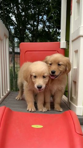 Golden-Retriever-Welpen suchen ein neues Zuhause.