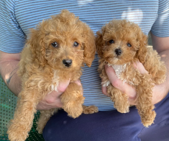 Maltipoo-Welpen suchen ein neues Zuhause.