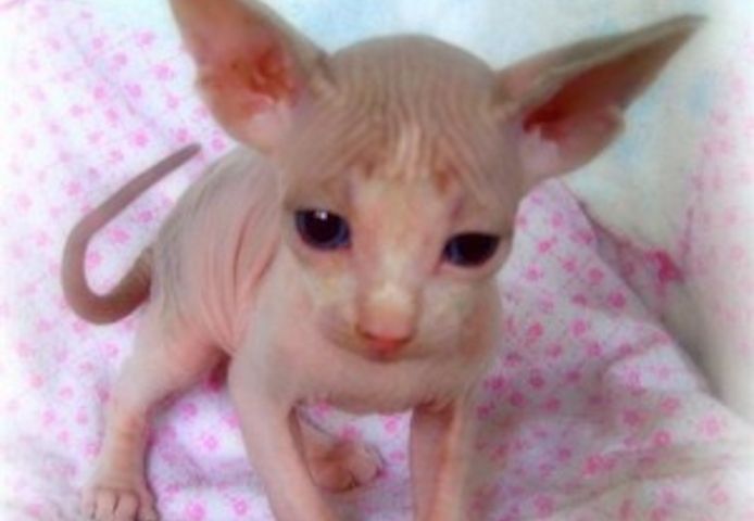 Sphynx-Kätzchen suchen ein neues Zuhause