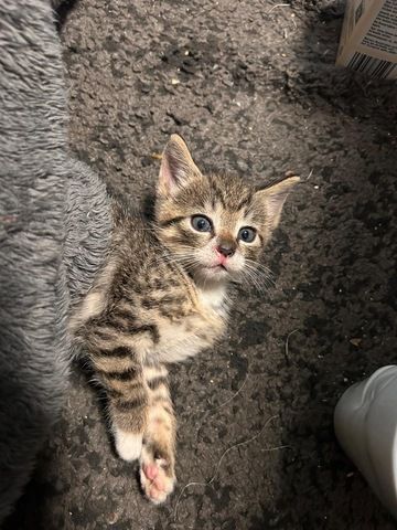 Selbstbewusster Kater sucht Zuhause für immer