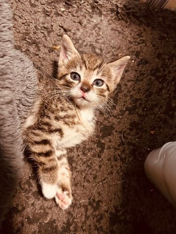 Selbstbewusster Kater sucht Zuhause für immer