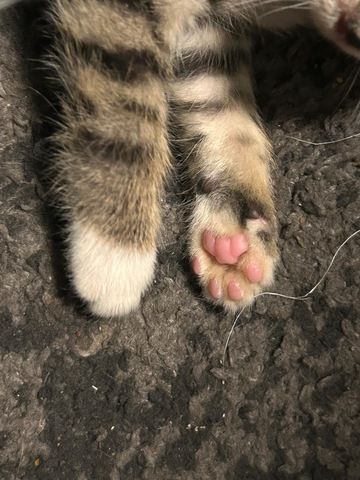 Selbstbewusster Kater sucht Zuhause für immer