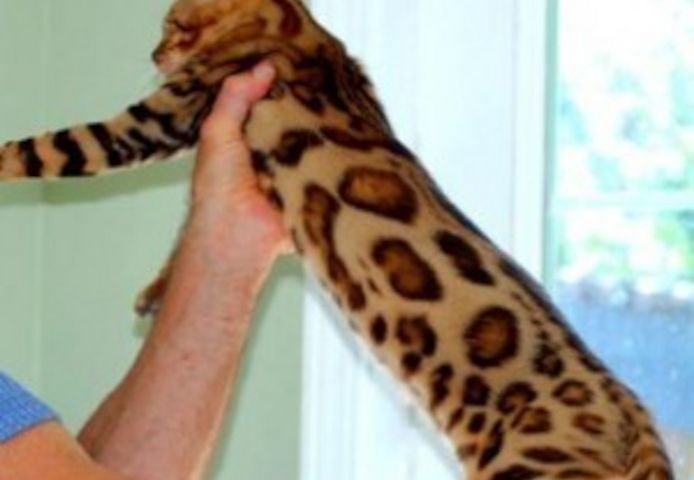 TICA-registrierte Savannah-Kätzchen abzugeben