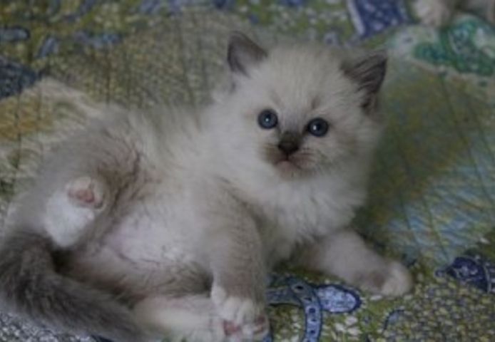 Zwei weiße Ragdoll-Kätzchen