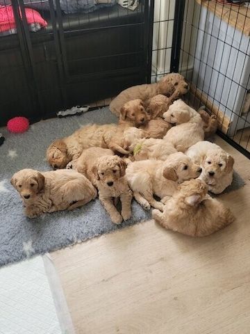 Goldendoodle-Welpen suchen ein neues Zuhause.