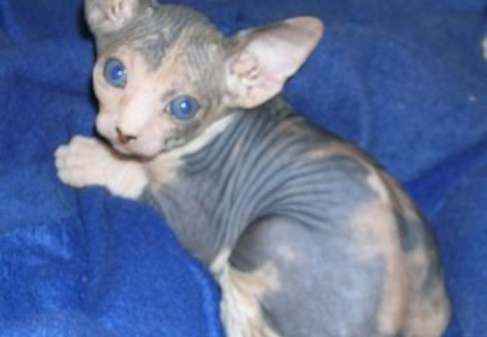 Hochwertige und liebe Sphynx-Kätzchen (männlich und weiblich) suchen ein neues Zuhause.