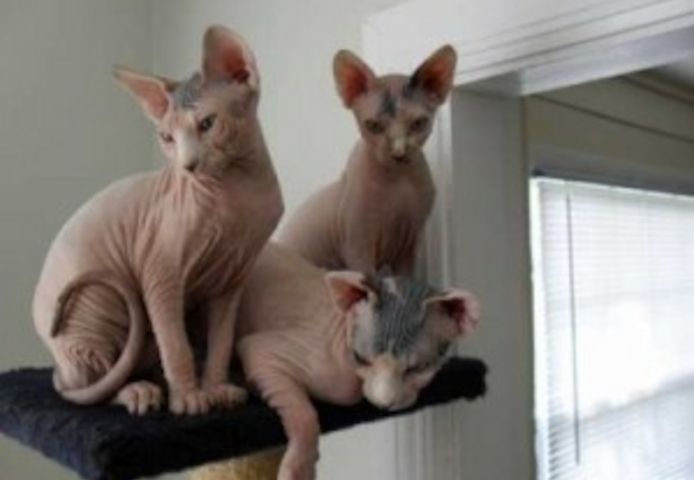 Hochwertige und liebe Sphynx-Kätzchen (männlich und weiblich) suchen ein neues Zuhause.