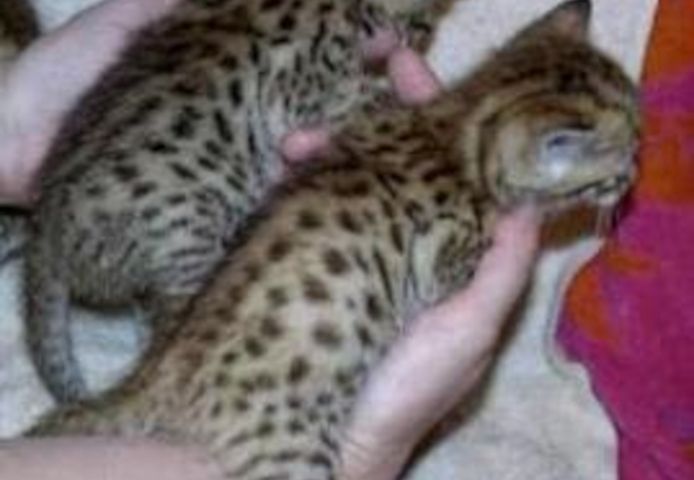 Gesunde Bengal-Kätzchen zur Adoption
