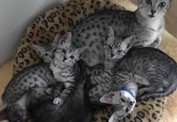 🐾 Zauberhafte Abessinier-Kätzchen suchen liebevolles Zuhause ❤️