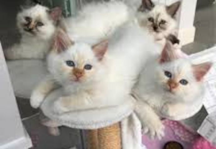 🐾 Wunderschöne 10 Wochen alte Birma-Kätzchen suchen liebevolles Zuhause ❤️