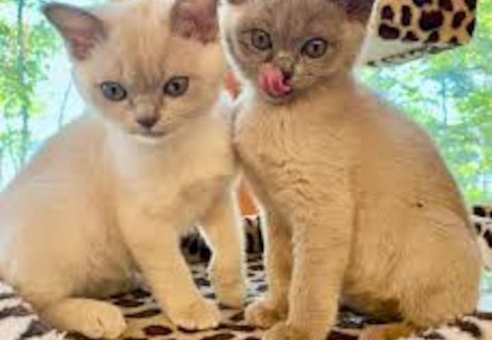 🐾 Wunderschöne Burmesen-Kätzchen suchen liebevolles Zuhause ❤️