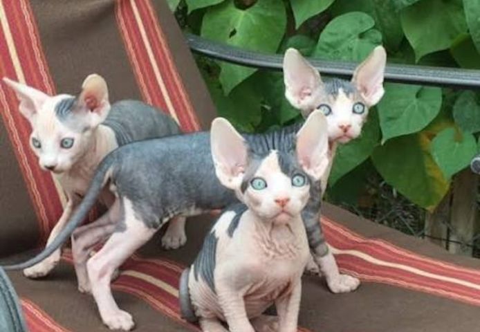 🐾 Wunderschöne Sphynx-Kätzchen suchen liebevolles Zuhause ❤️