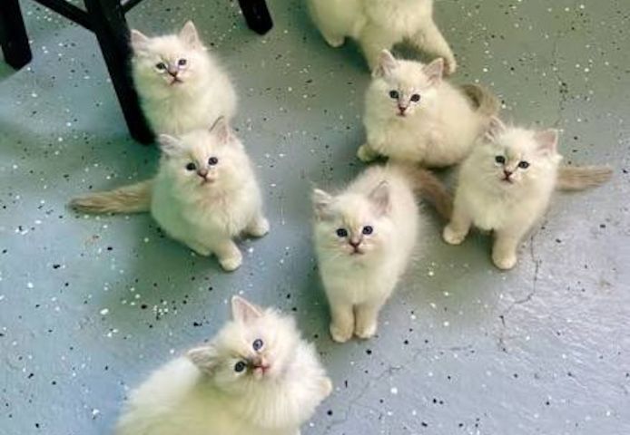 🐾 Zwei wunderschöne Ragdoll-Kätzchen suchen liebevolles Zuhause ❤️