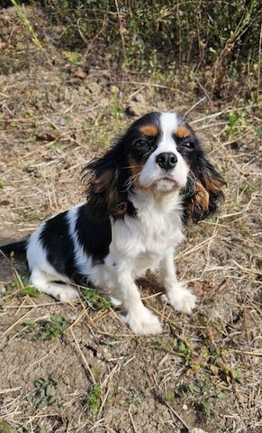 weiblicher Cavalier King Charles Spaniel
