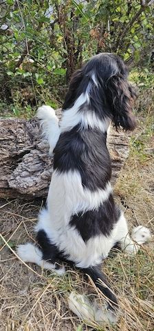 weiblicher Cavalier King Charles Spaniel