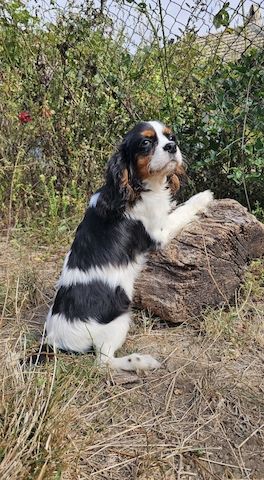 weiblicher Cavalier King Charles Spaniel