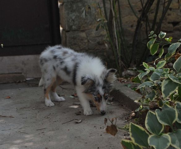 Sheltie-Mädchen
