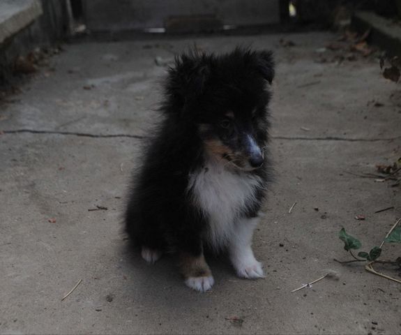 dreifarbiges Sheltie-Mädchen