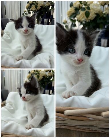BKH Perser mix Babykatzen