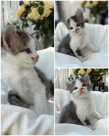 BKH Perser mix Babykatzen