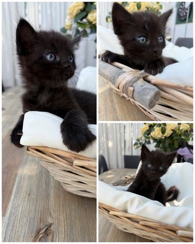 BKH Perser mix Babykatzen