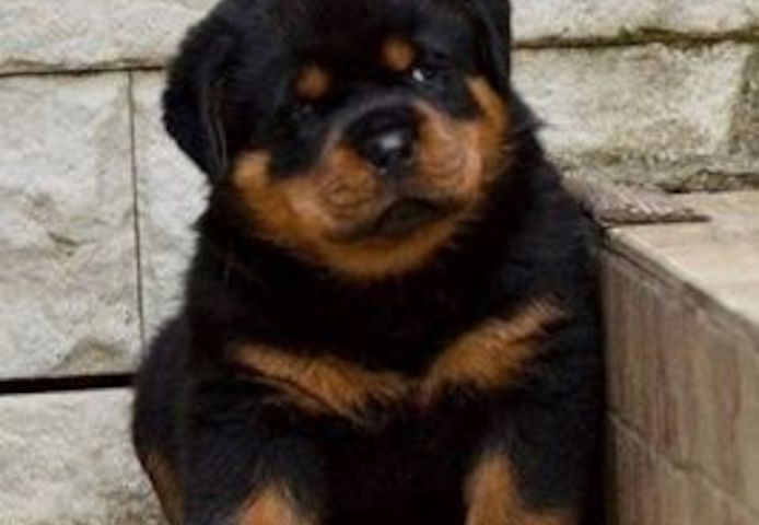 Rottweiler-Welpen. WhatsApp: +44 7469 456352