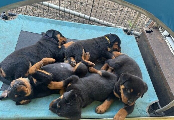Rottweilerwelpen zur Adoption