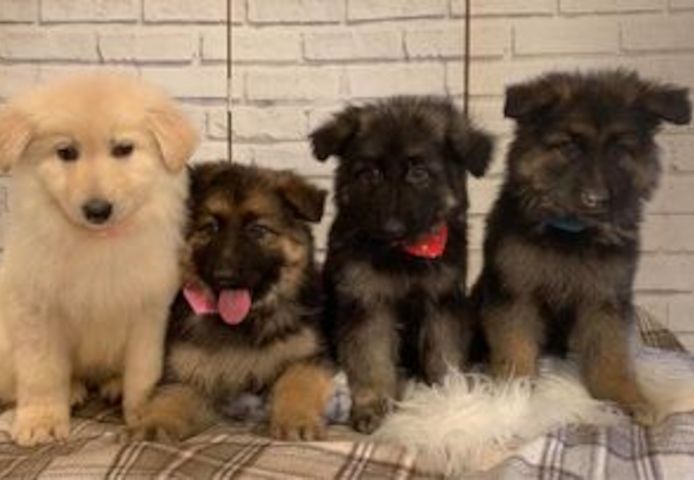 Deutsche Schäferhundwelpen suchen ein neues Zuhause.