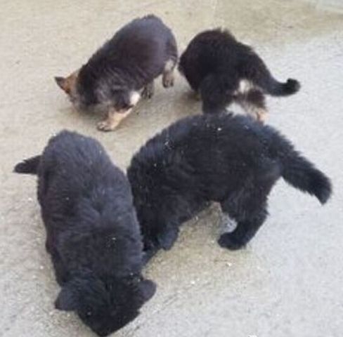 Deutsche Schäferhundwelpen suchen ein neues Zuhause.