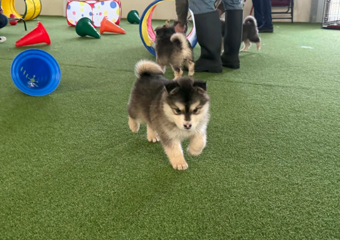 Pomsky-Welpen suchen ein neues Zuhause.