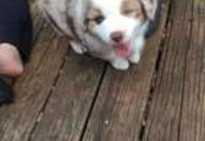 Australische Schäferhundwelpen suchen ein neues Zuhause.