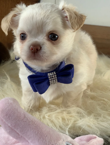 Chihuahua-Welpen suchen ein neues Zuhause.